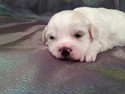 Male shih tzu Bichon Puppy for sale #1 Ready March 1st 2013|Iowa teddy Bear Breeder selling for less than most teddy bear breeders in Minnesota